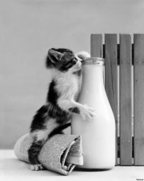 кот в молоке