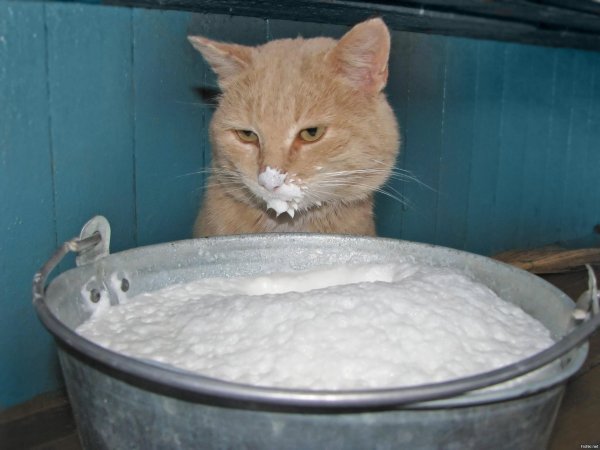 ведро с молоком