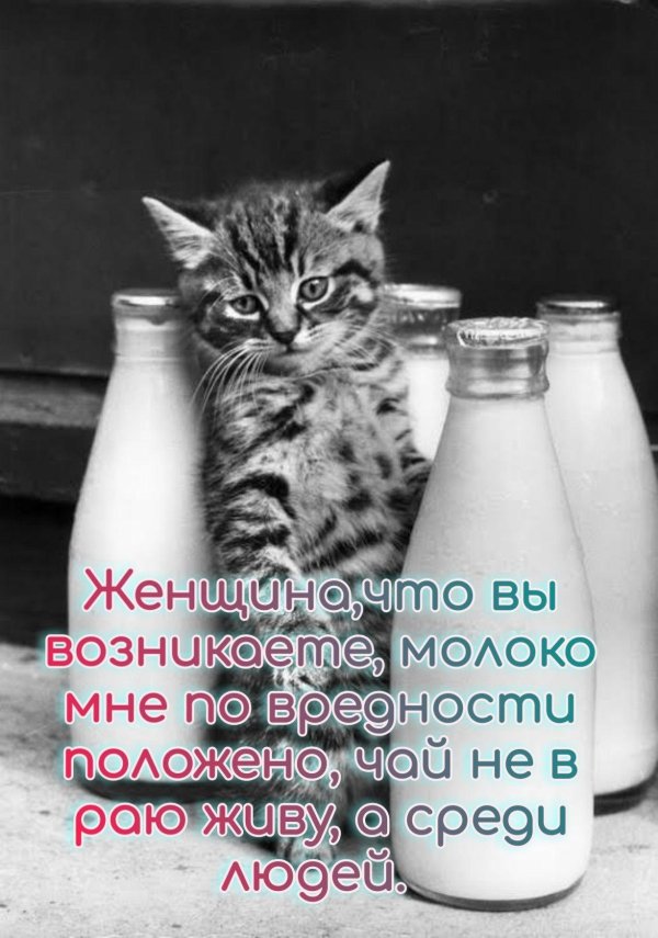 кот с бутылкой молока