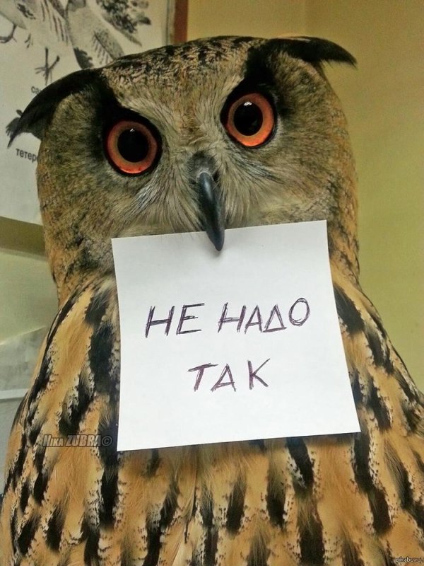 Филин