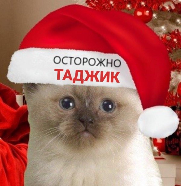 сиамская кошка новогодняя