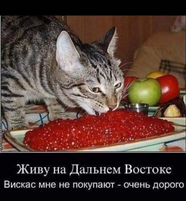 кот прикольный