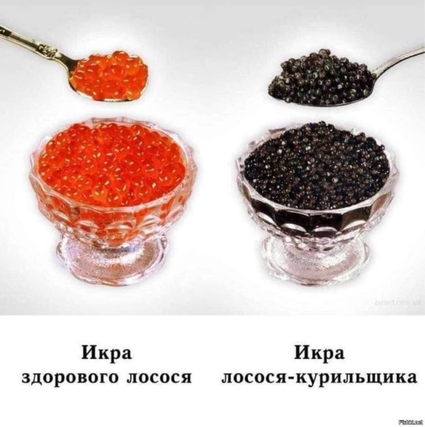 икра лосося курильщика