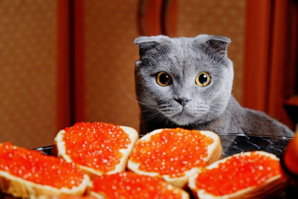 шотландская вислоухая кошка