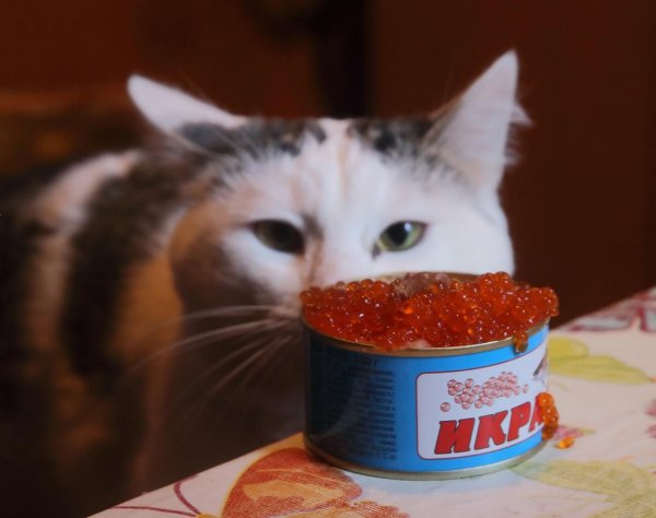 кот ест красную икру