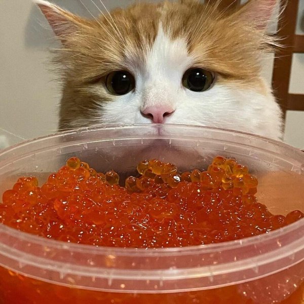 икра форели