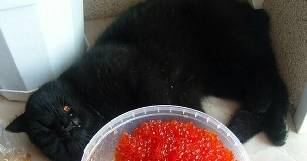 кот ест красную икру