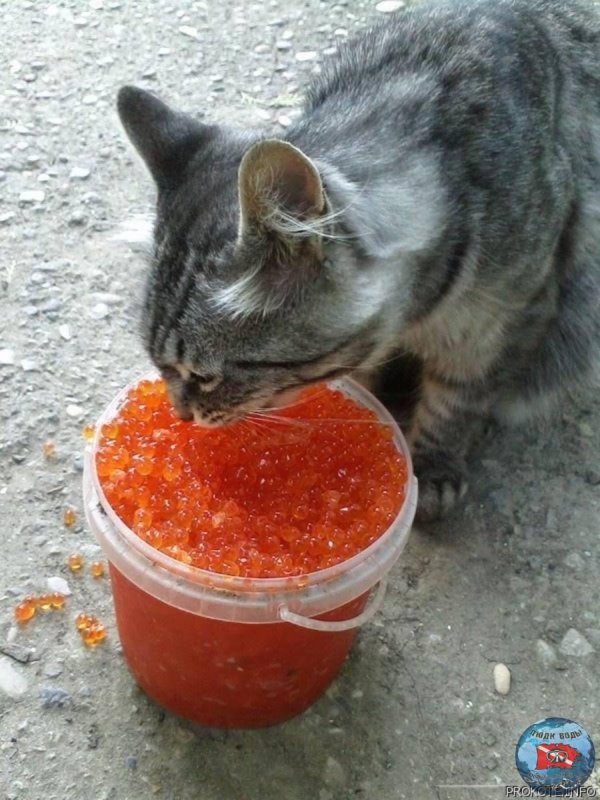 Икра красная