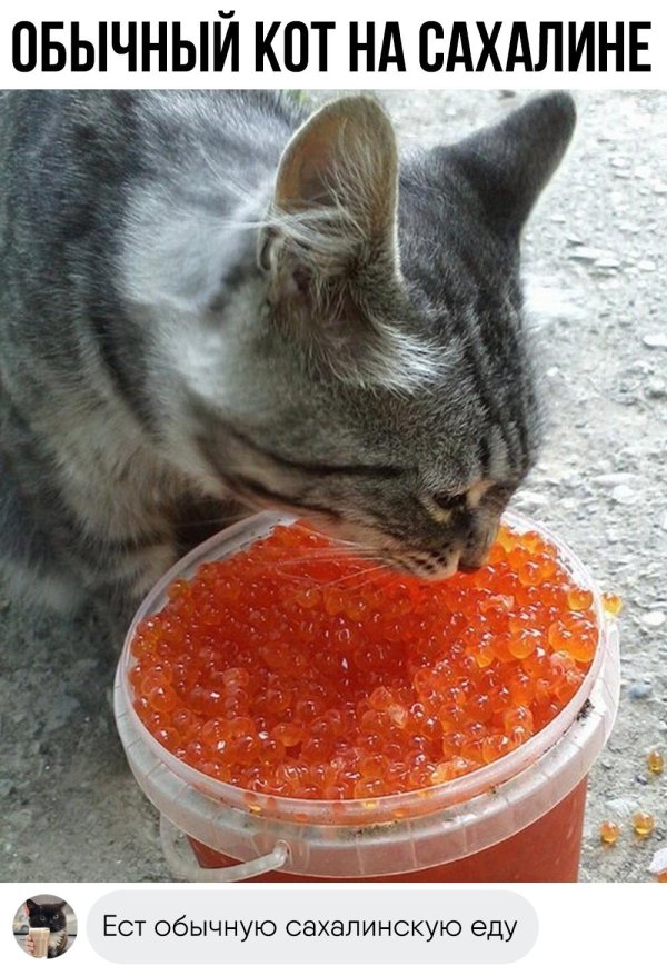 животные юмор