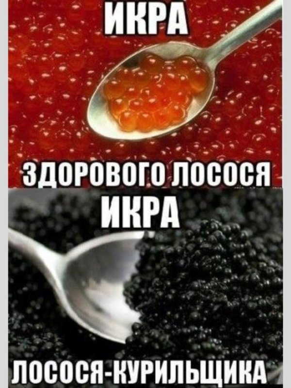 лосось икра