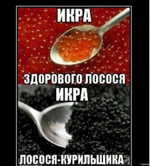 мемы про икру