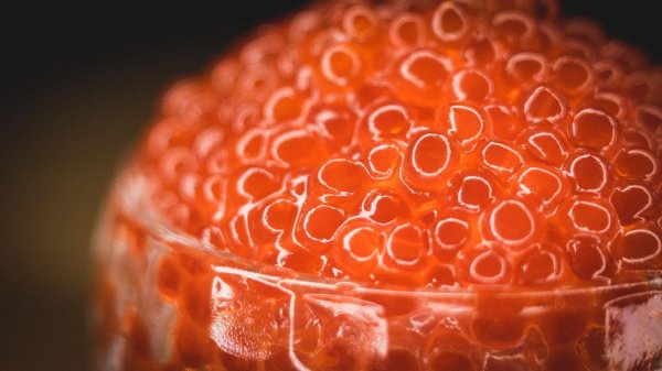 рыба с икрой