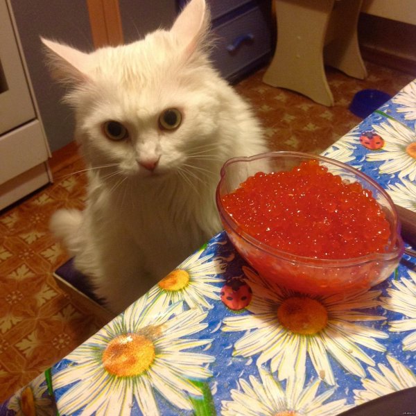 кот ест красную икру