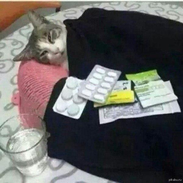 кот заболел