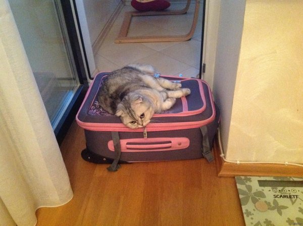 прикольные чемоданы