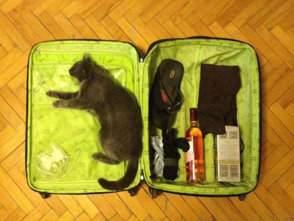 прикольные чемоданы