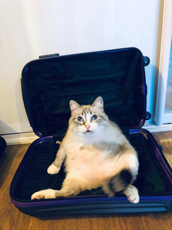 кошка с чемоданом