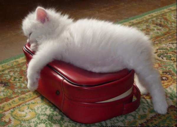 белая кошечка