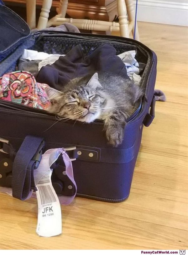 собранные чемоданы