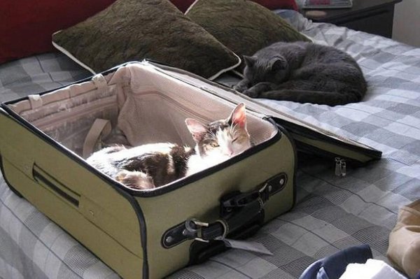 кошка в отпуске