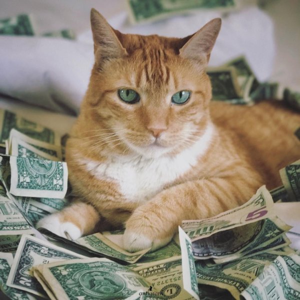 крутые богатые котики