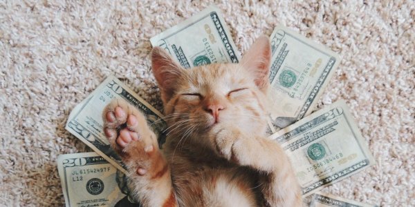 денежный котик