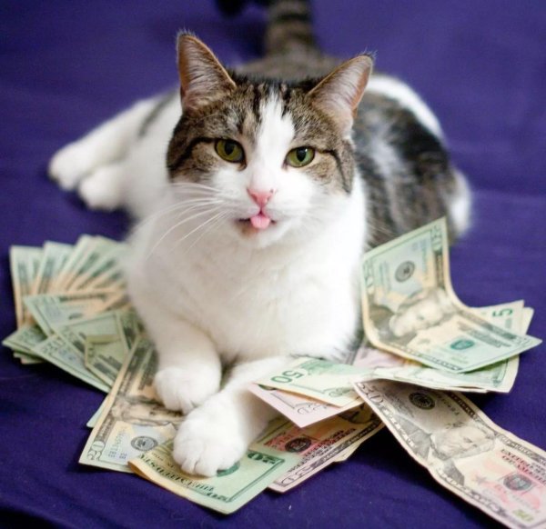 котик и деньги