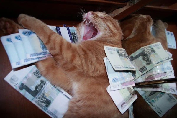 денежный котик