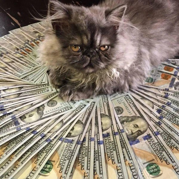 денежная кошка