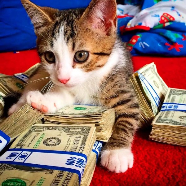 денежный котик