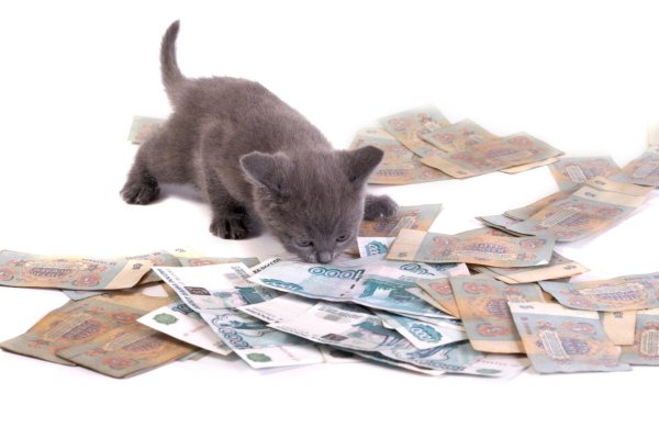 денежный котик