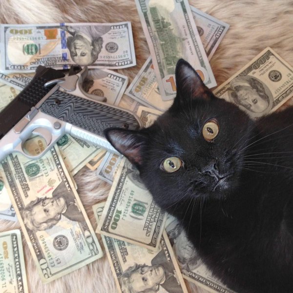 кот блэки миллионер