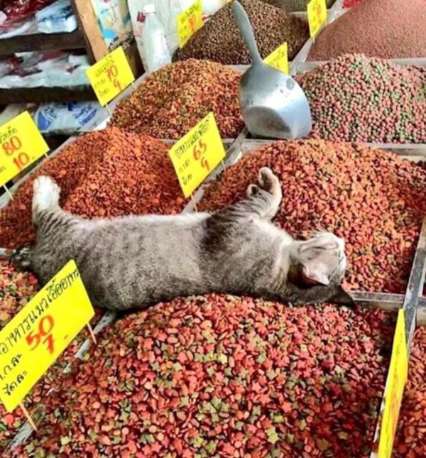 жизнь удалась юмор