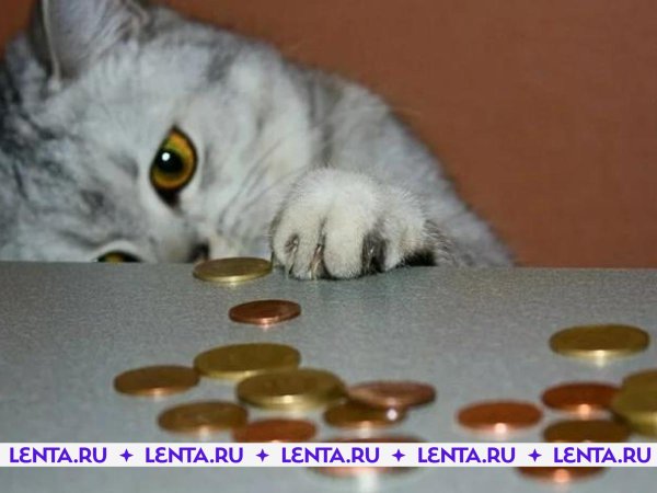 денежный котик