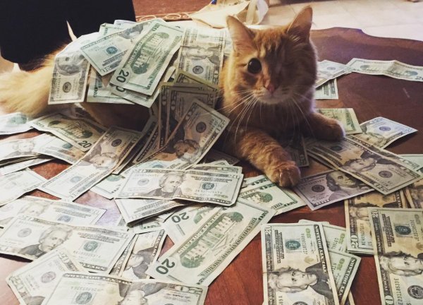 денежный котик