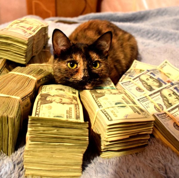 денежный кот