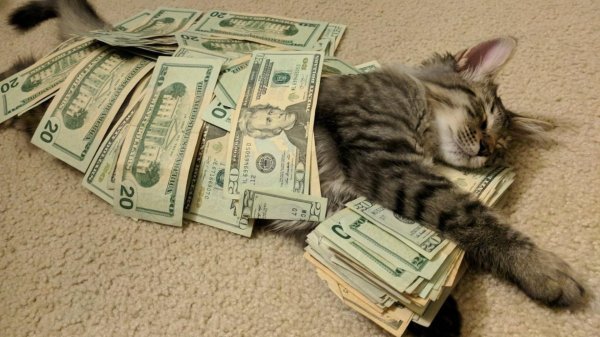 денежный котик