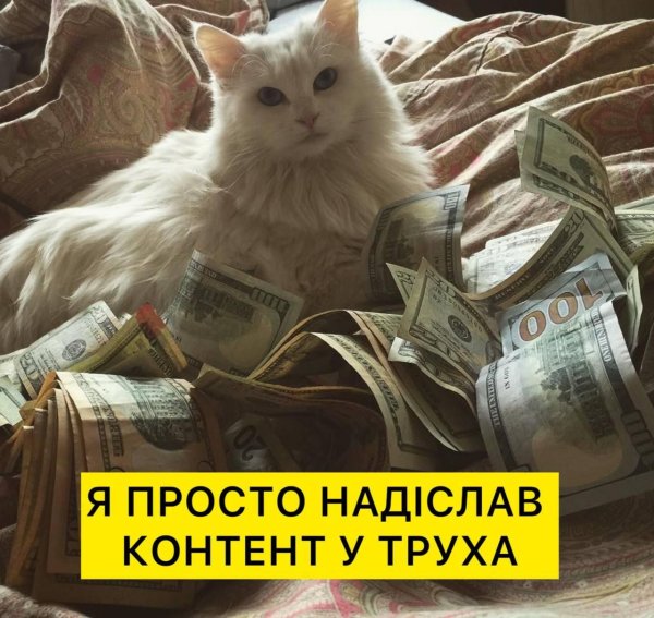денежный котик
