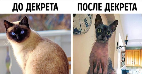 сиамская порода кошек