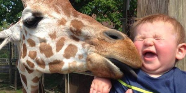 жирафы для детей