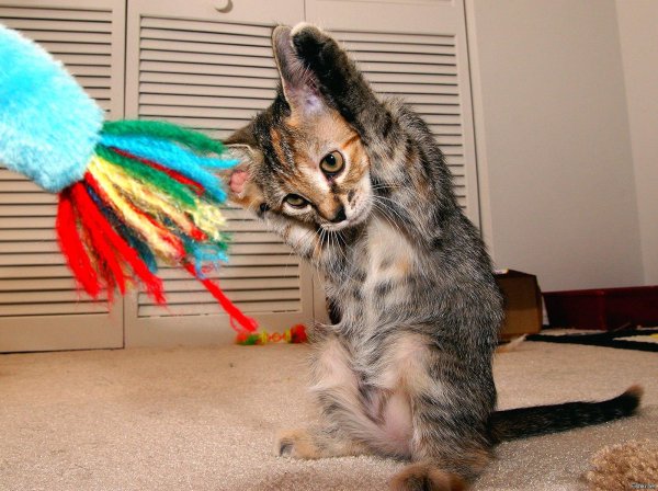 кошка прикольная