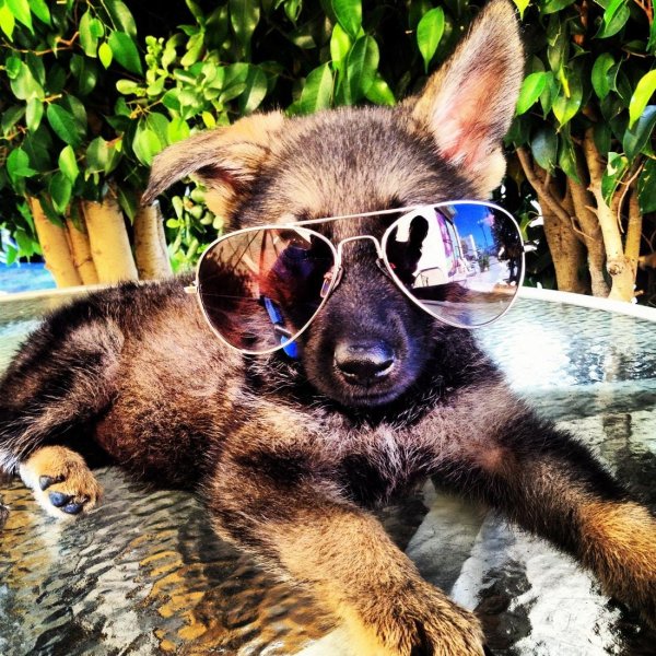 овчарка гюнтер iv