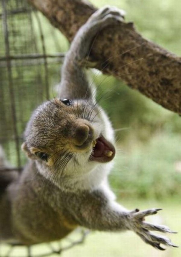 смешная белка