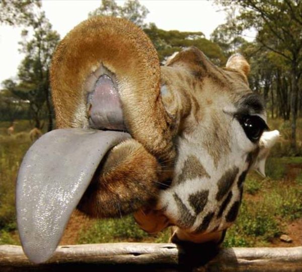 язык жирафа