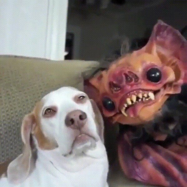 собака улыбается