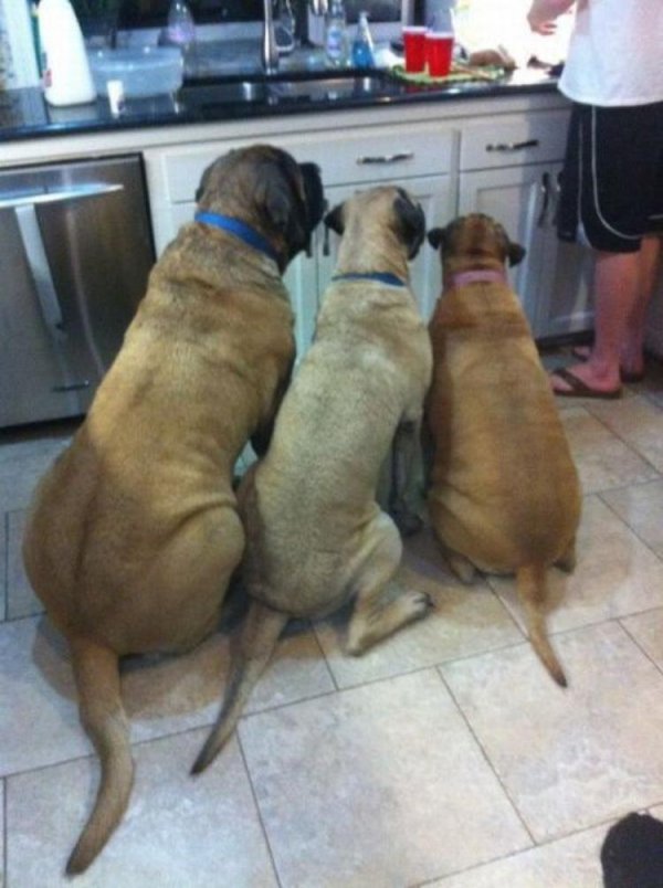 южноафриканский бурбуль