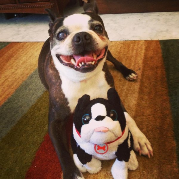 веселая собака