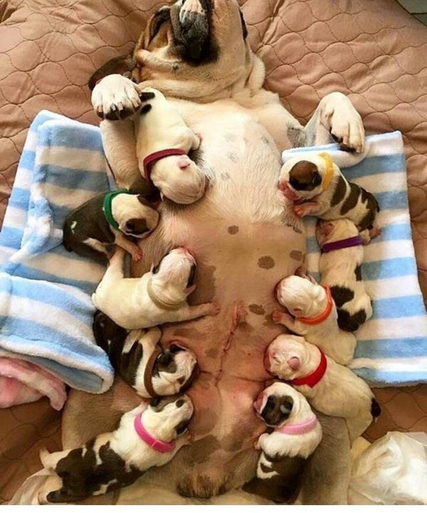 забавный щенок