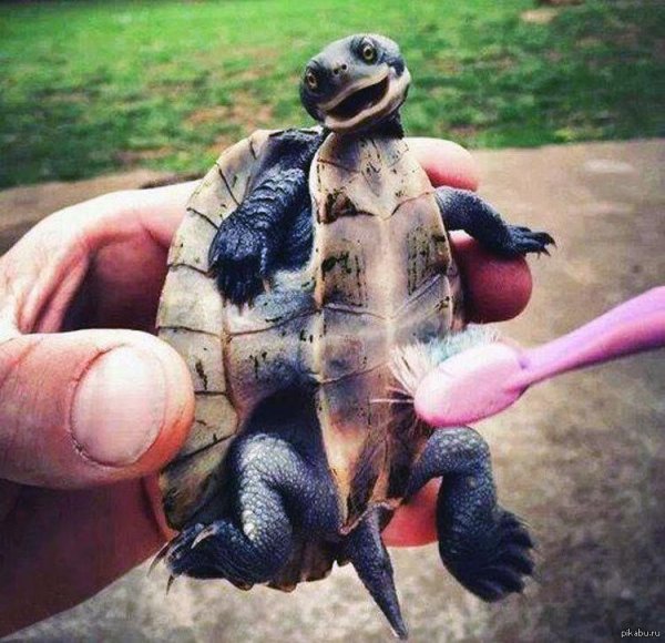 маленькая черепашка