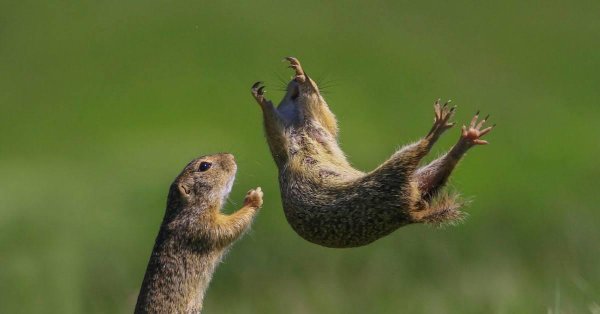 крапчатый суслик